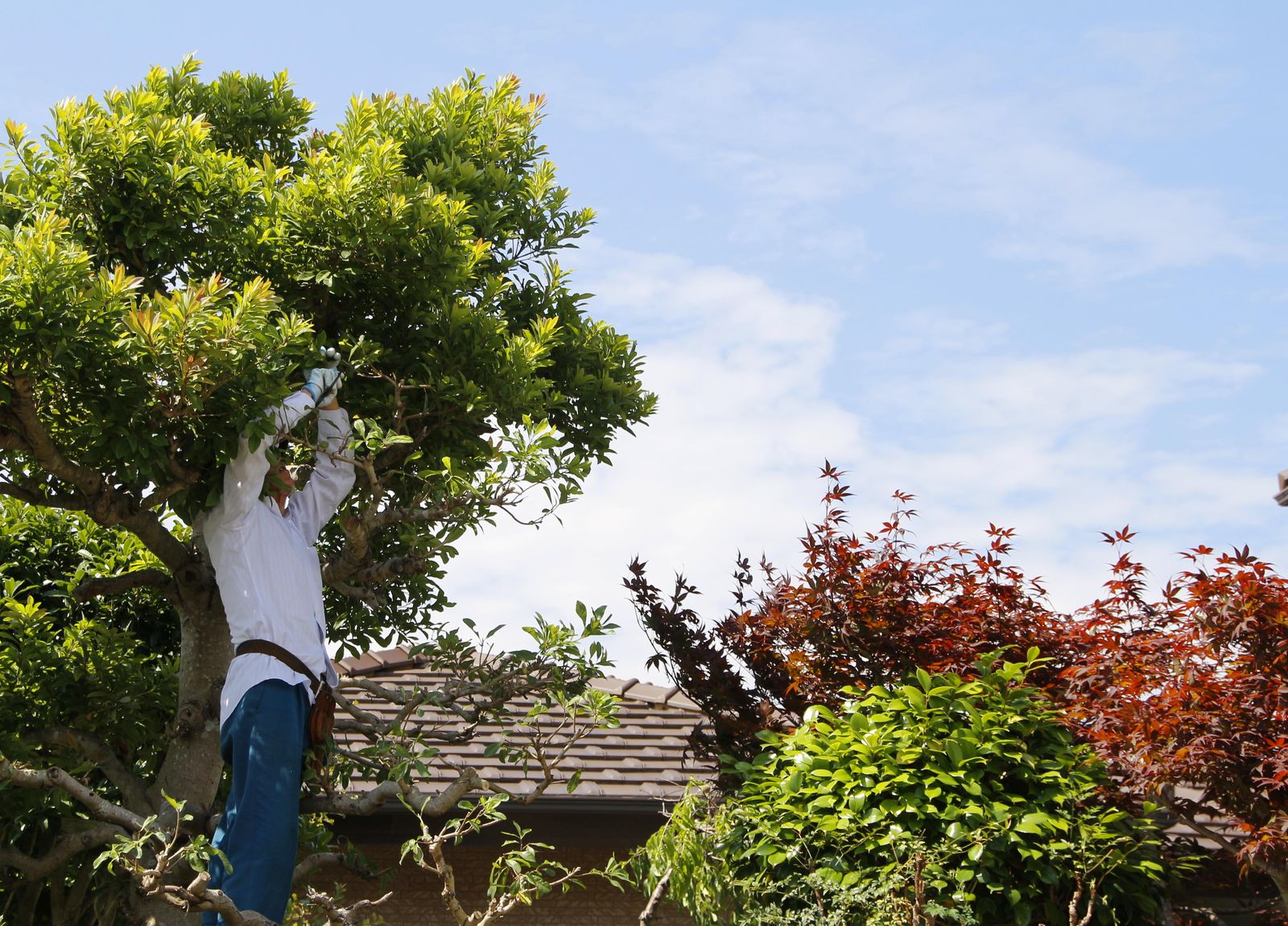 剪定作業の様子